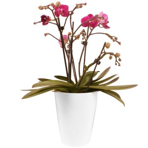Schmetterlingsorchidee verschiedene Farben 5 Rispen im Kunststoff-Übertopf 12 cm Topf