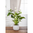 Flamingoblume 'Sierra White' weiß 14 cm Topf