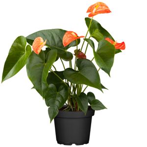 Flamingoblume 'Orange Champion' orange 14 cm Topf
