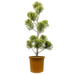 Gelbe Baumzypresse 'Gold Rider' Pompon, 26 cm Topf