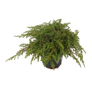 Konifere flach grün 12 cm Topf