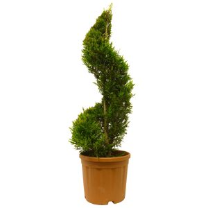 Gelbe Baumzypresse 'Castlewellan Gold' Spirale, 30 cm Topf
