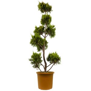 Gelbe Baumzypresse 'Gold Rider' Pompon, 40 cm Topf