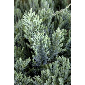 Blauer Kriechwacholder 'Blue Chip', 17 cm Topf