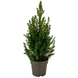 Zuckerhutfichte 15 cm Topf