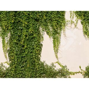 Vliestapete 'The Wall II' Efeu Wand grün 7-teilig 3,71 x 2,80 m