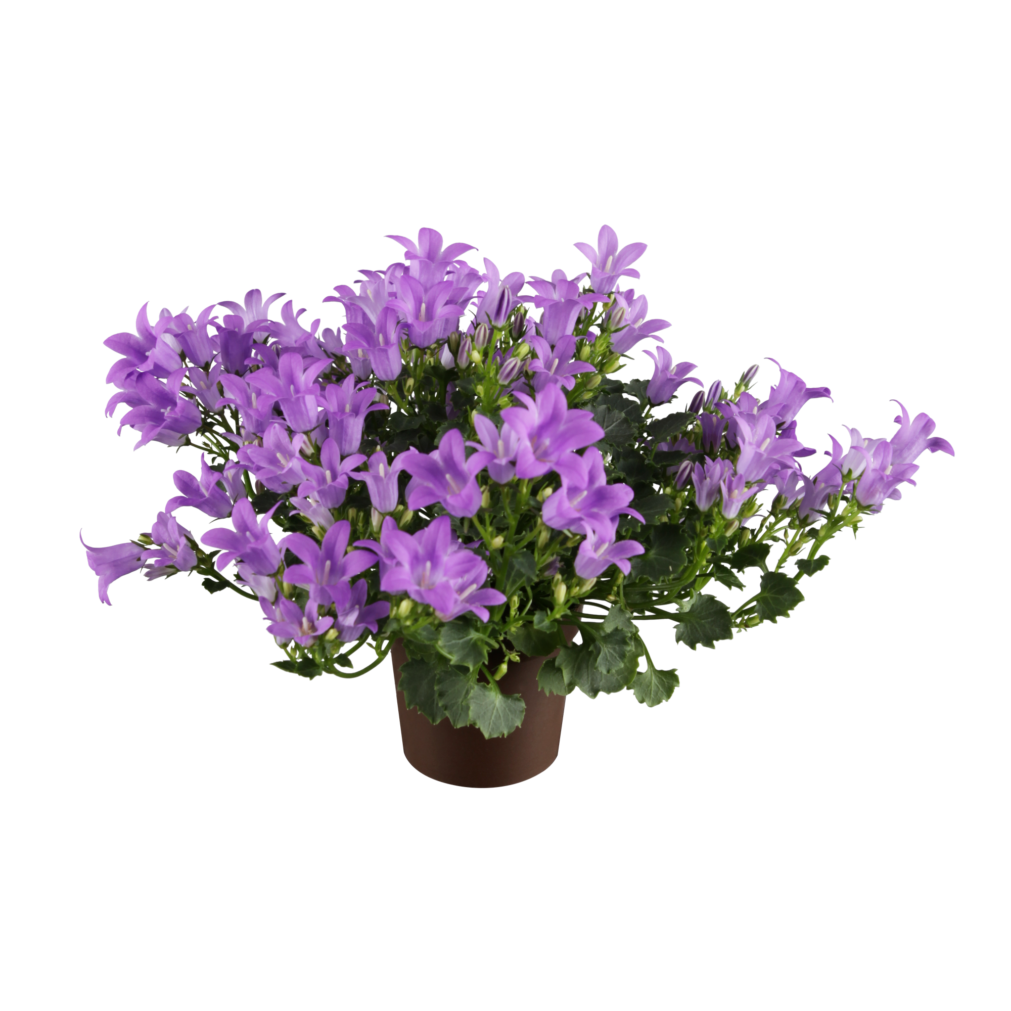 Glockenblume 'Get mee' verschiedene Farben 11 cm Topf