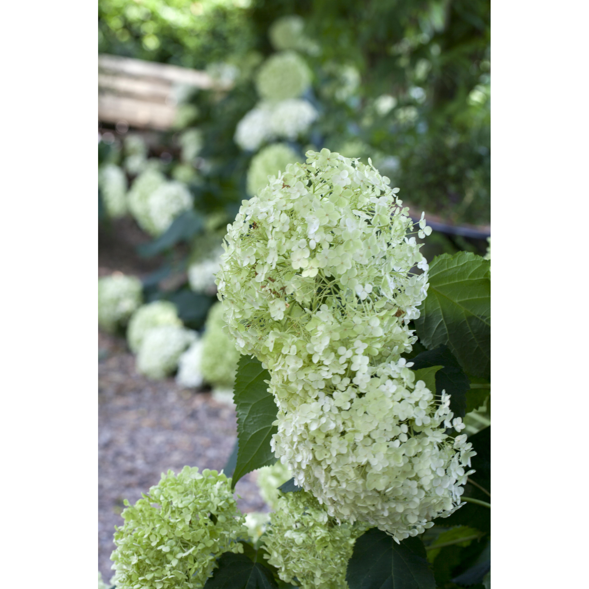 Schneeballhortensie 'Annabelle', 23 cm Topf
