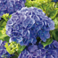 Gartenhortensie mit 10-12 Dolden verschiedene Farben 23 cm Topf