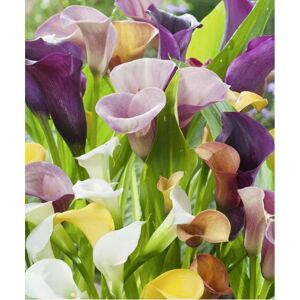 Zimmercalla