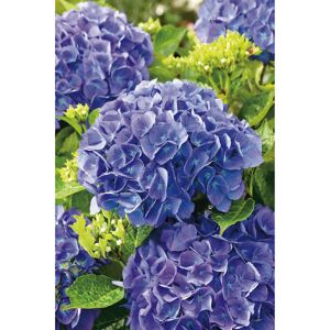 Midi - Hortensie