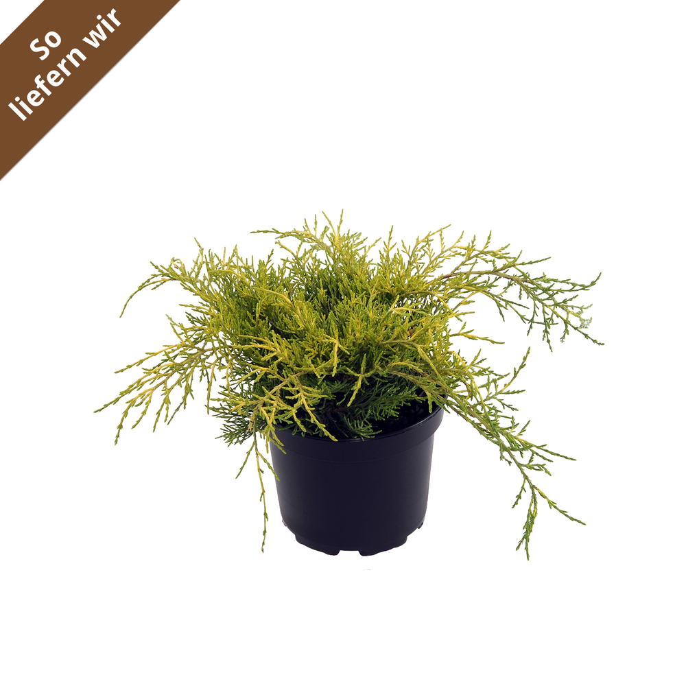 Wacholder 'Old Gold' 17 cm Topf