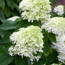 Rispenhortensie "Limelight"