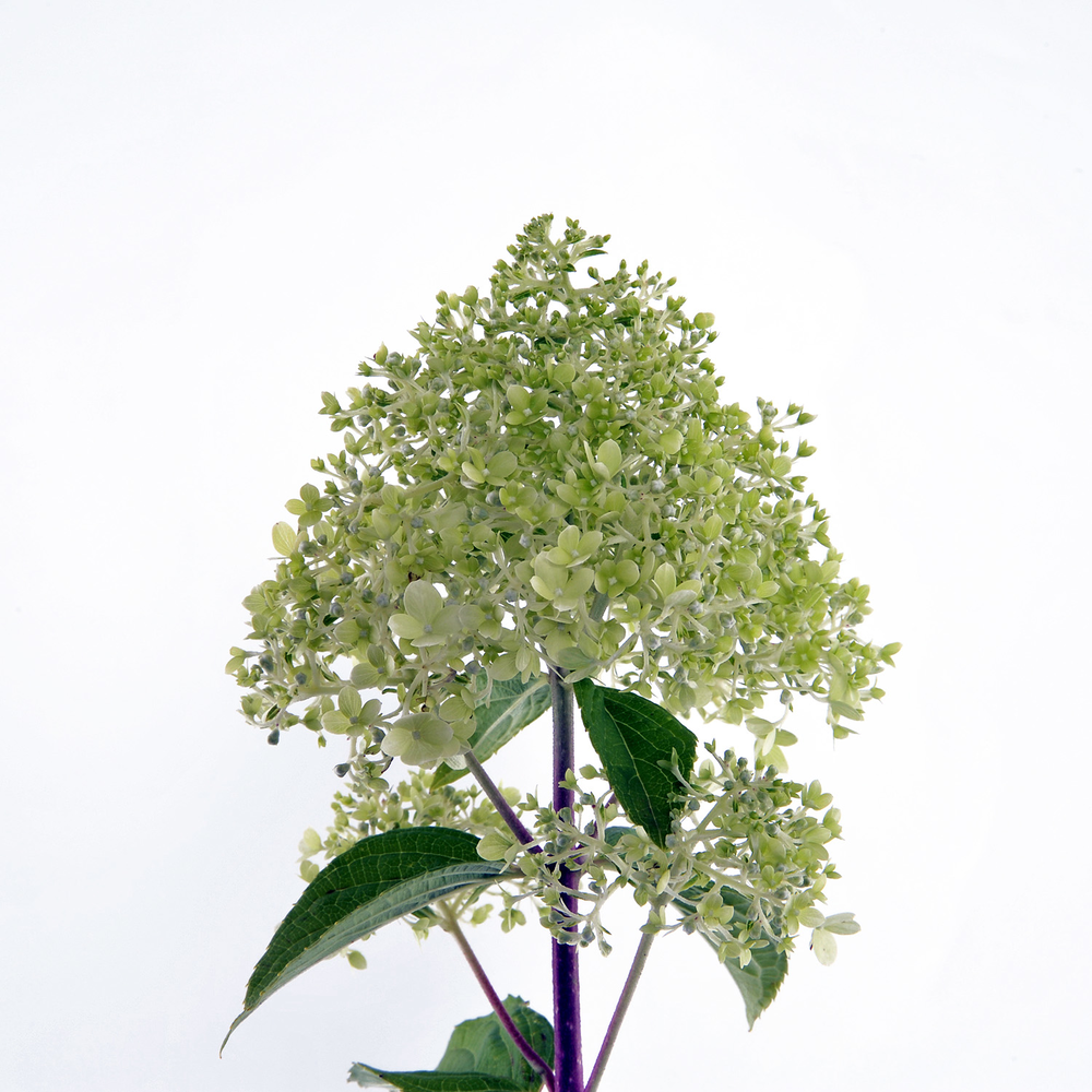 Rispenhortensie "Limelight"