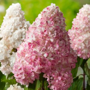 Rispenhortensie "Vanille Fraise"