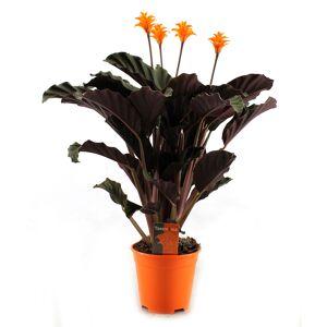 Blühende Korbmarante 14 cm Topf