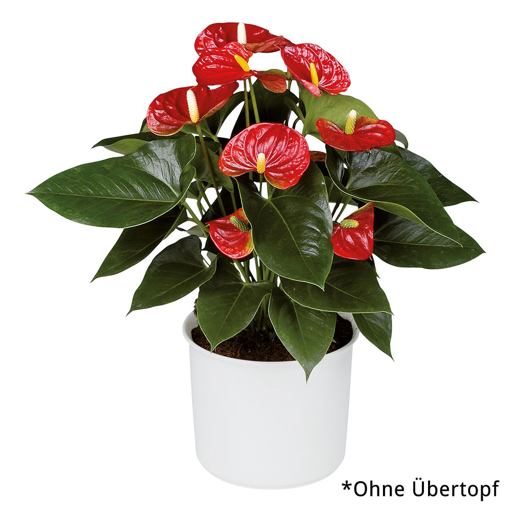 Flamingoblume "Sierra"