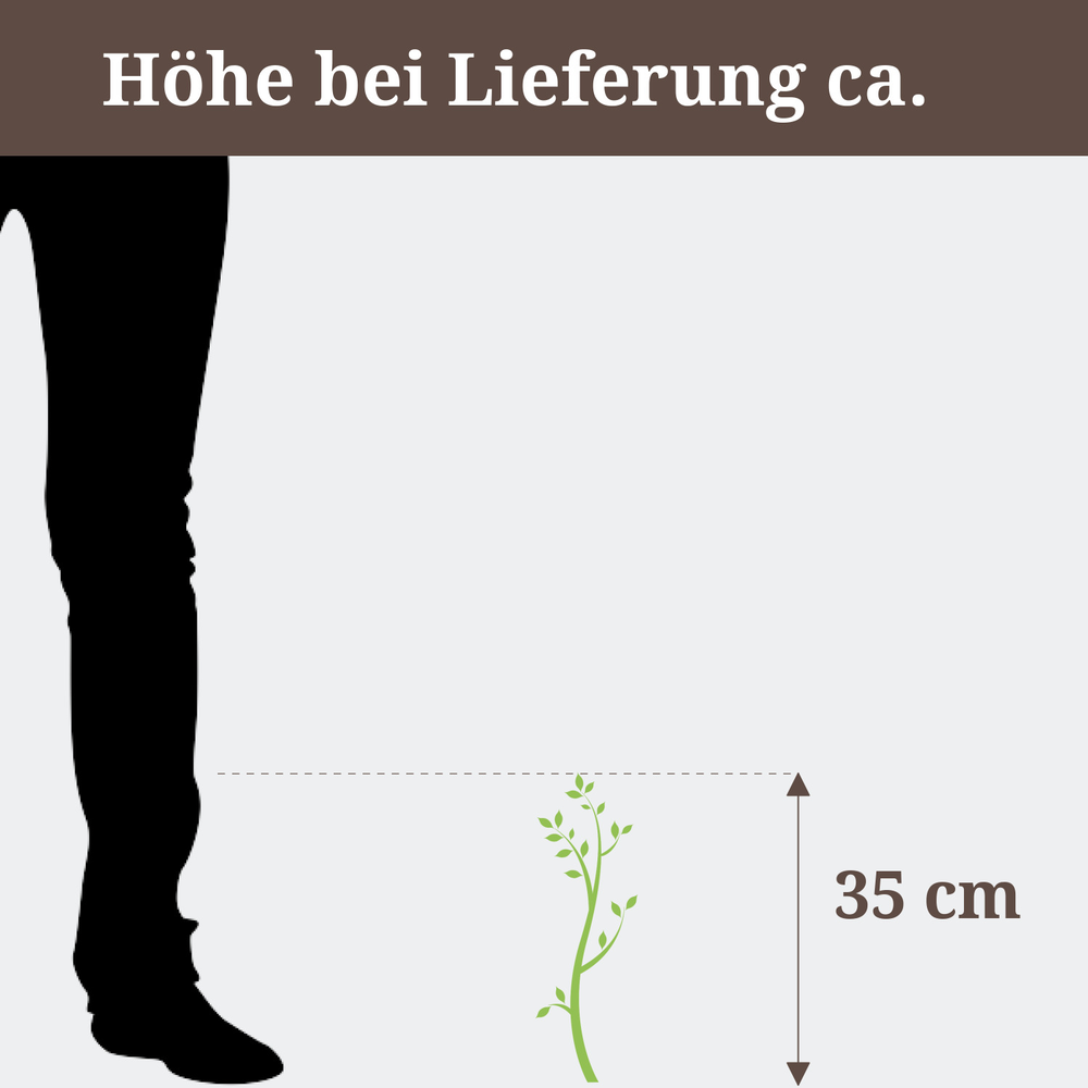 Einblatt 'Sweet Benito' weiß 12 cm Topf