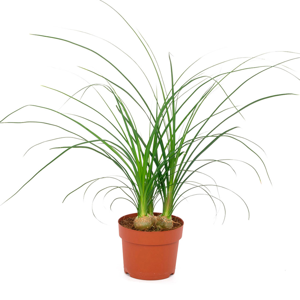 Elefantenfuß 12 cm Topf