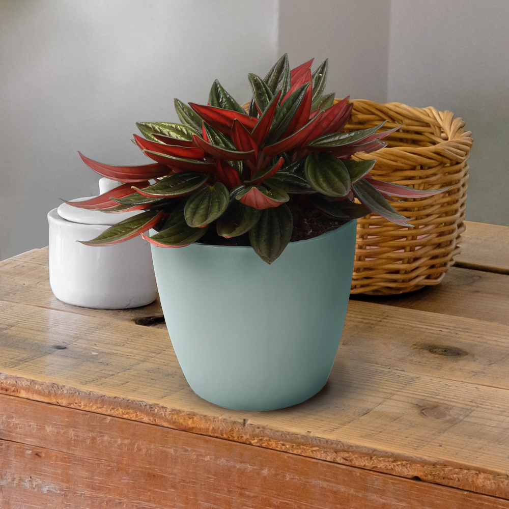 Peperomie 'Rosso' 12 cm Topf