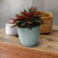 Peperomie 'Rosso' 12 cm Topf
