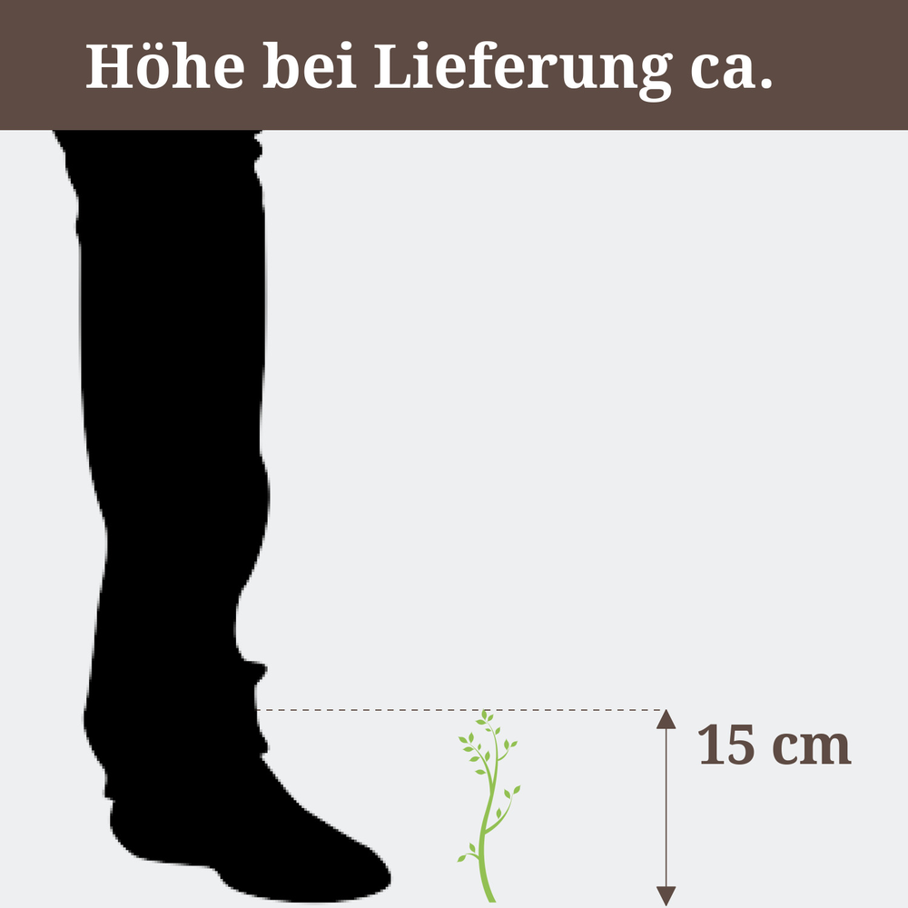 Greiskraut